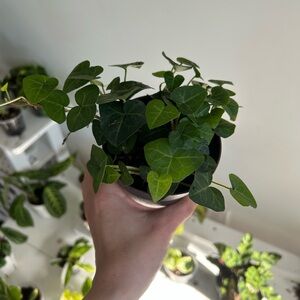 Sweet heart English ivy